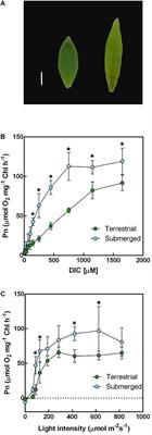 Transition From Proto-Kranz-Type Photosynthesis to HCO3– Use Photosynthesis in the Amphibious Plant Hygrophila polysperma